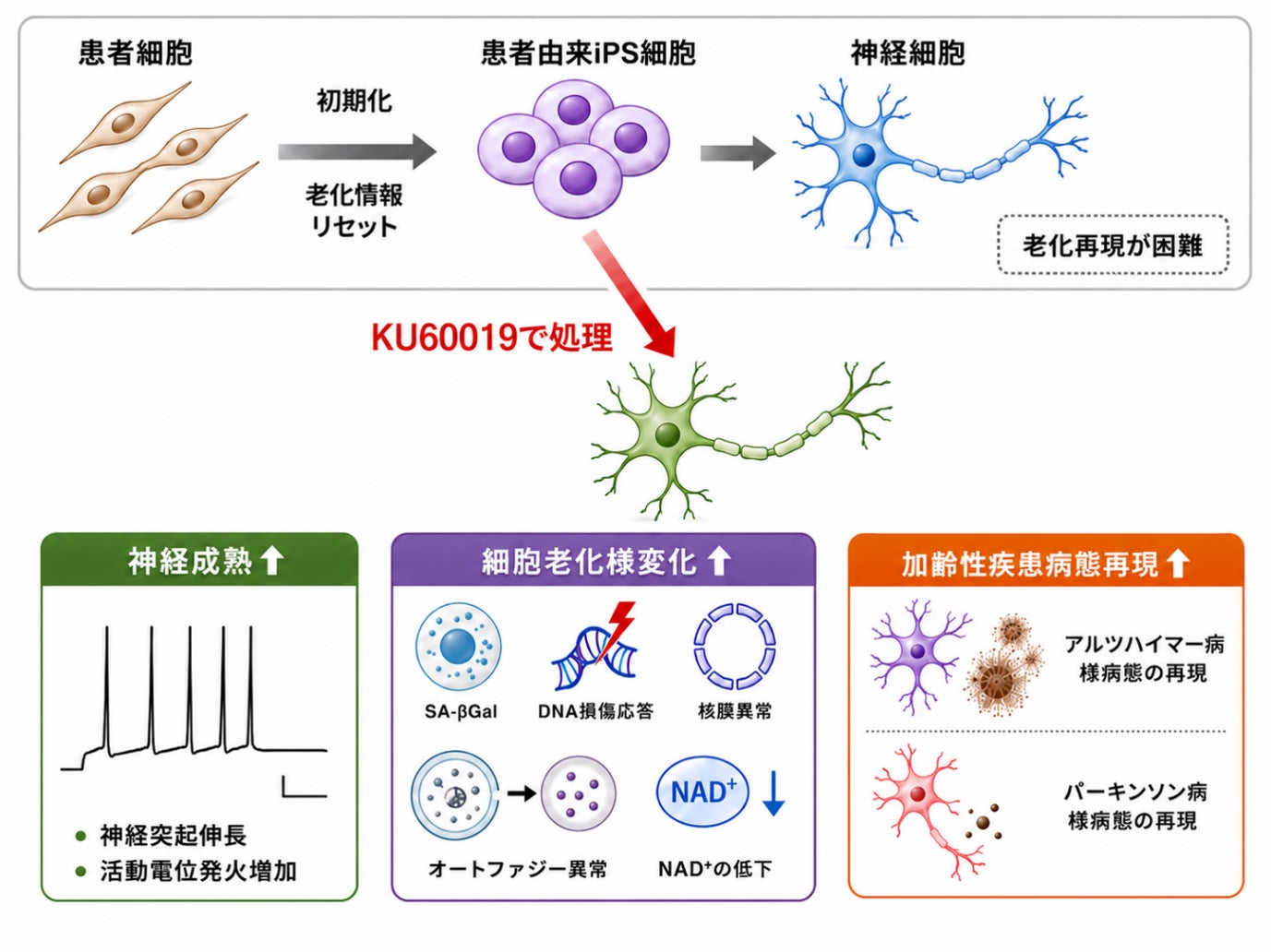 学校法人 順天堂